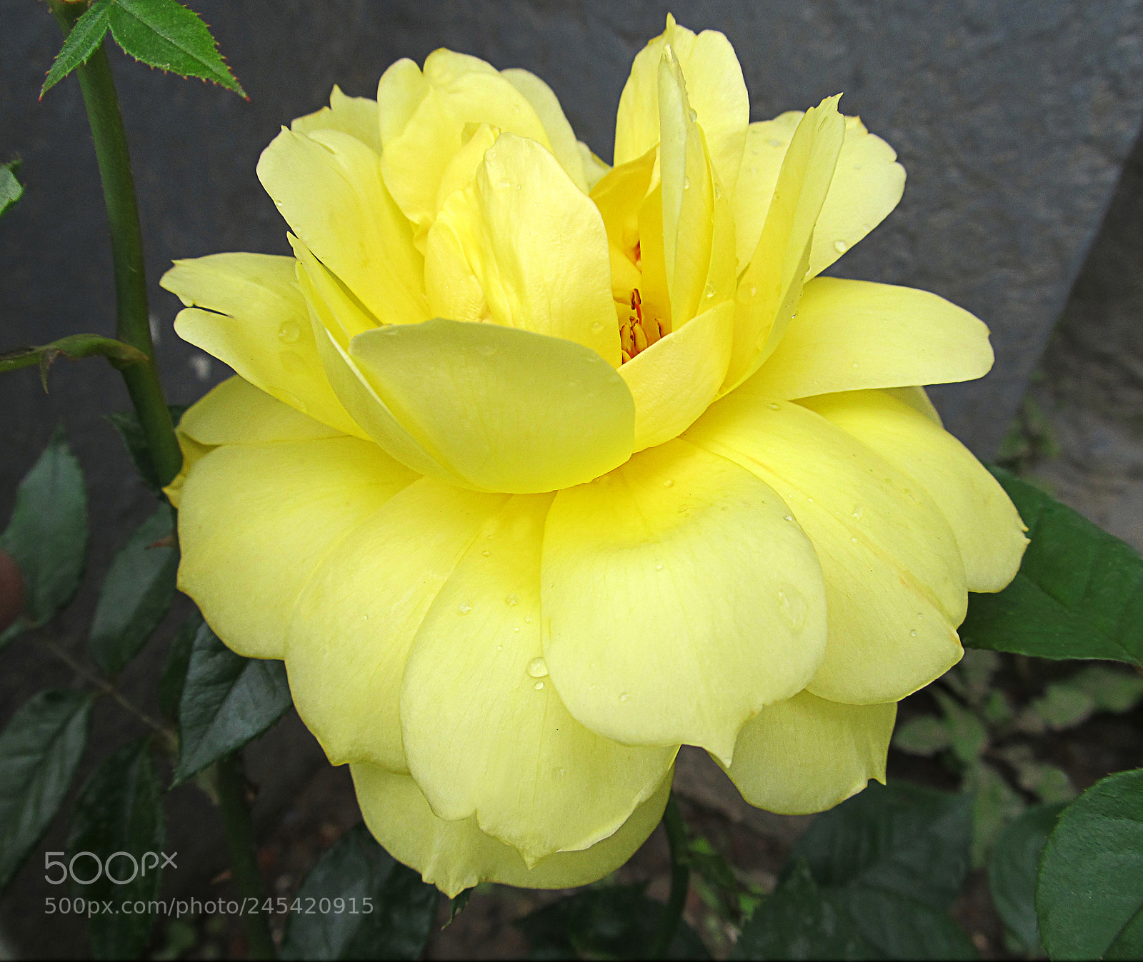 Canon PowerShot SX130 IS sample photo. Rose yellow 20 photography