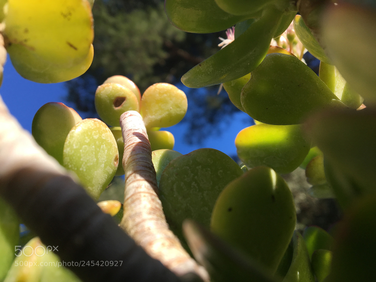 Apple iPhone 6s sample photo. Untitled photography