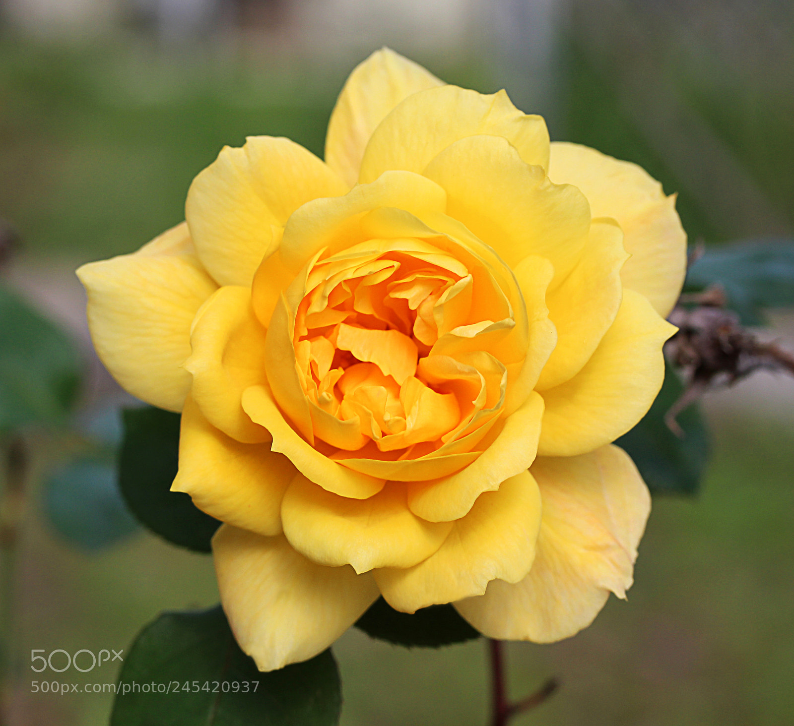 Canon EOS 650D (EOS Rebel T4i / EOS Kiss X6i) sample photo. Rose yellow 22 photography