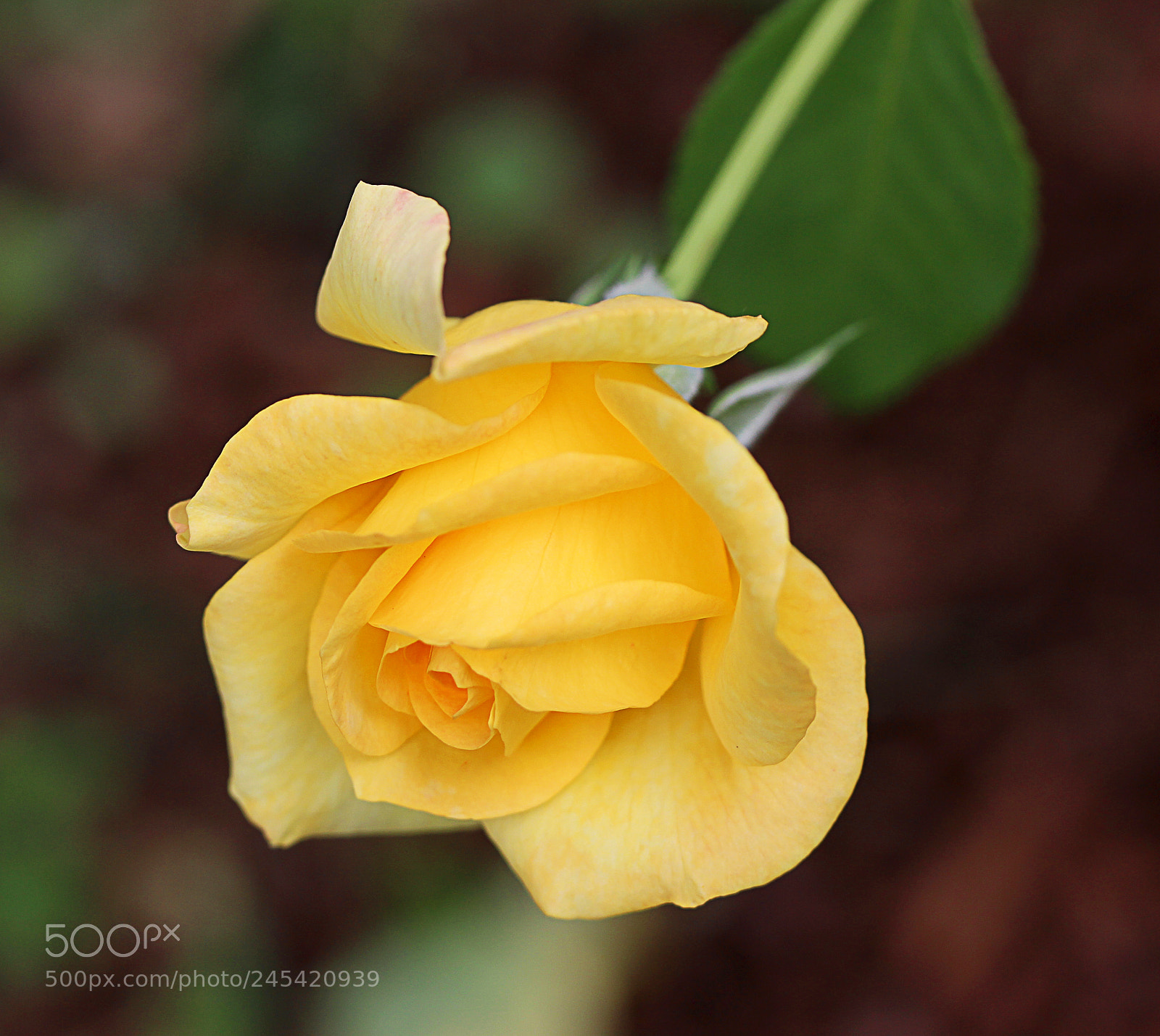 Canon EOS 650D (EOS Rebel T4i / EOS Kiss X6i) sample photo. Rose yellow 23 photography