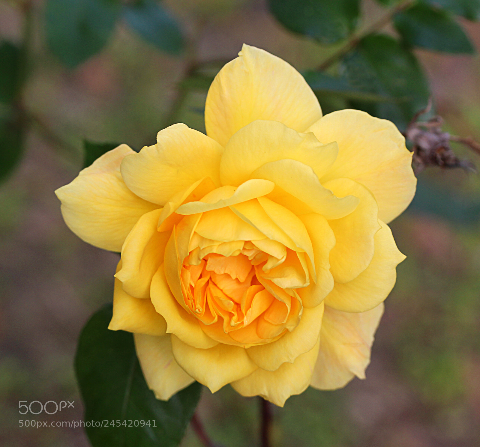 Canon EOS 650D (EOS Rebel T4i / EOS Kiss X6i) sample photo. Rose yellow 21 photography