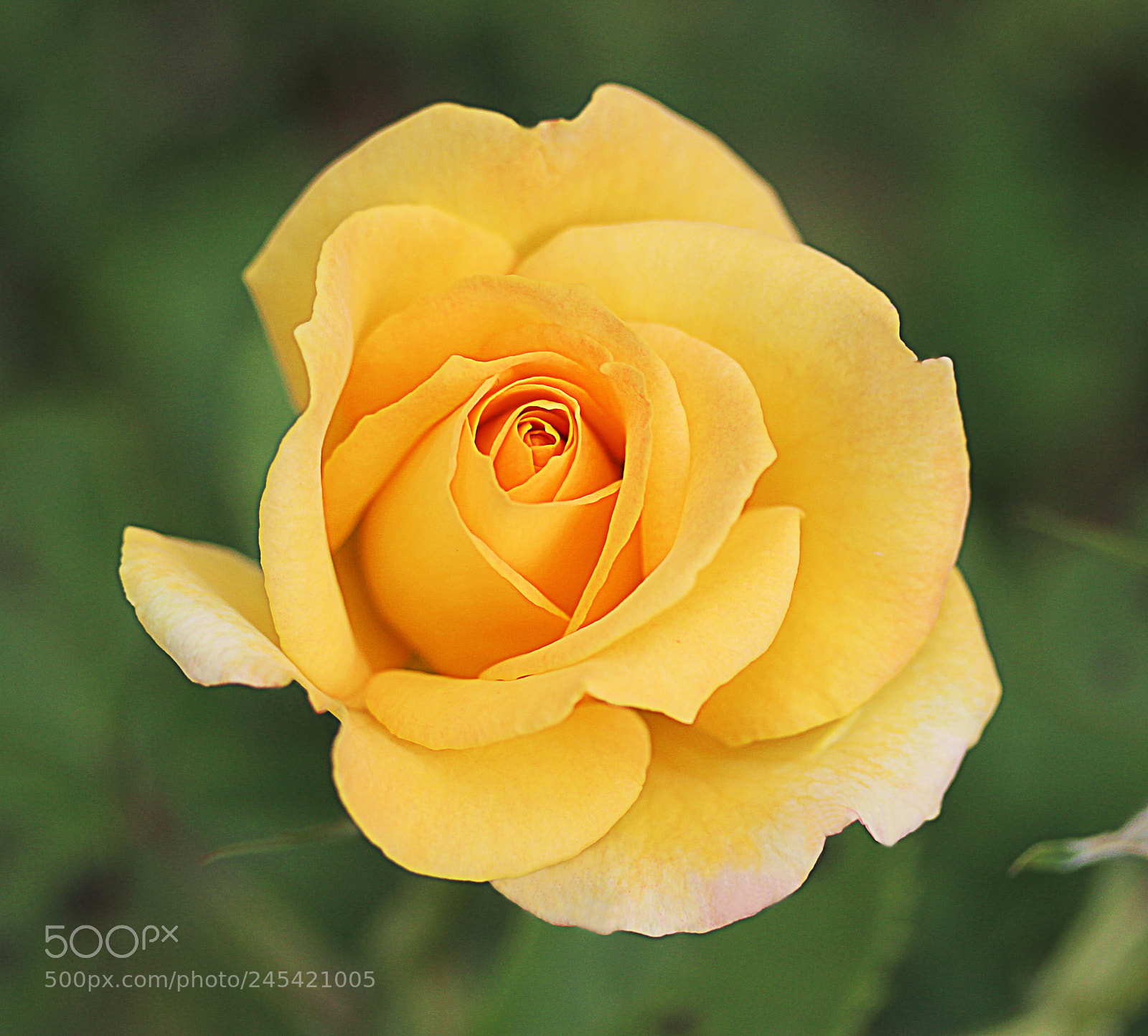 Canon EOS 650D (EOS Rebel T4i / EOS Kiss X6i) sample photo. Rose yellow 24 photography