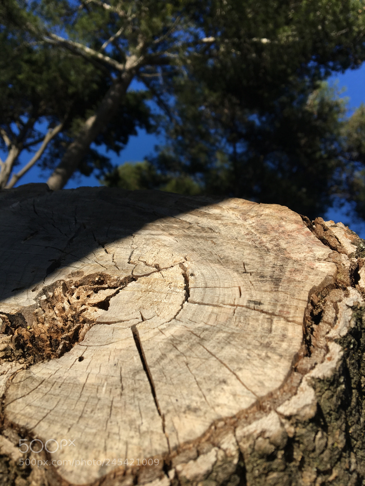 Apple iPhone 6s sample photo. Untitled photography