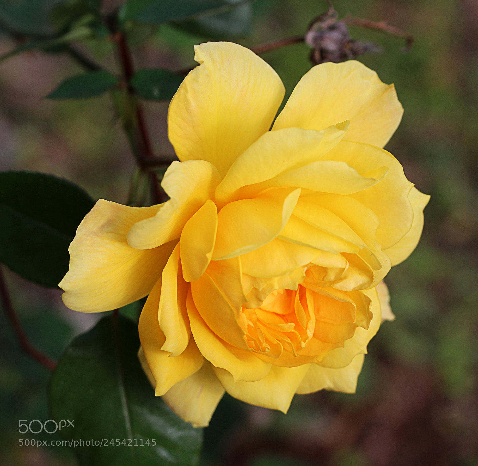 Canon EOS 650D (EOS Rebel T4i / EOS Kiss X6i) sample photo. Rose yellow 26 photography