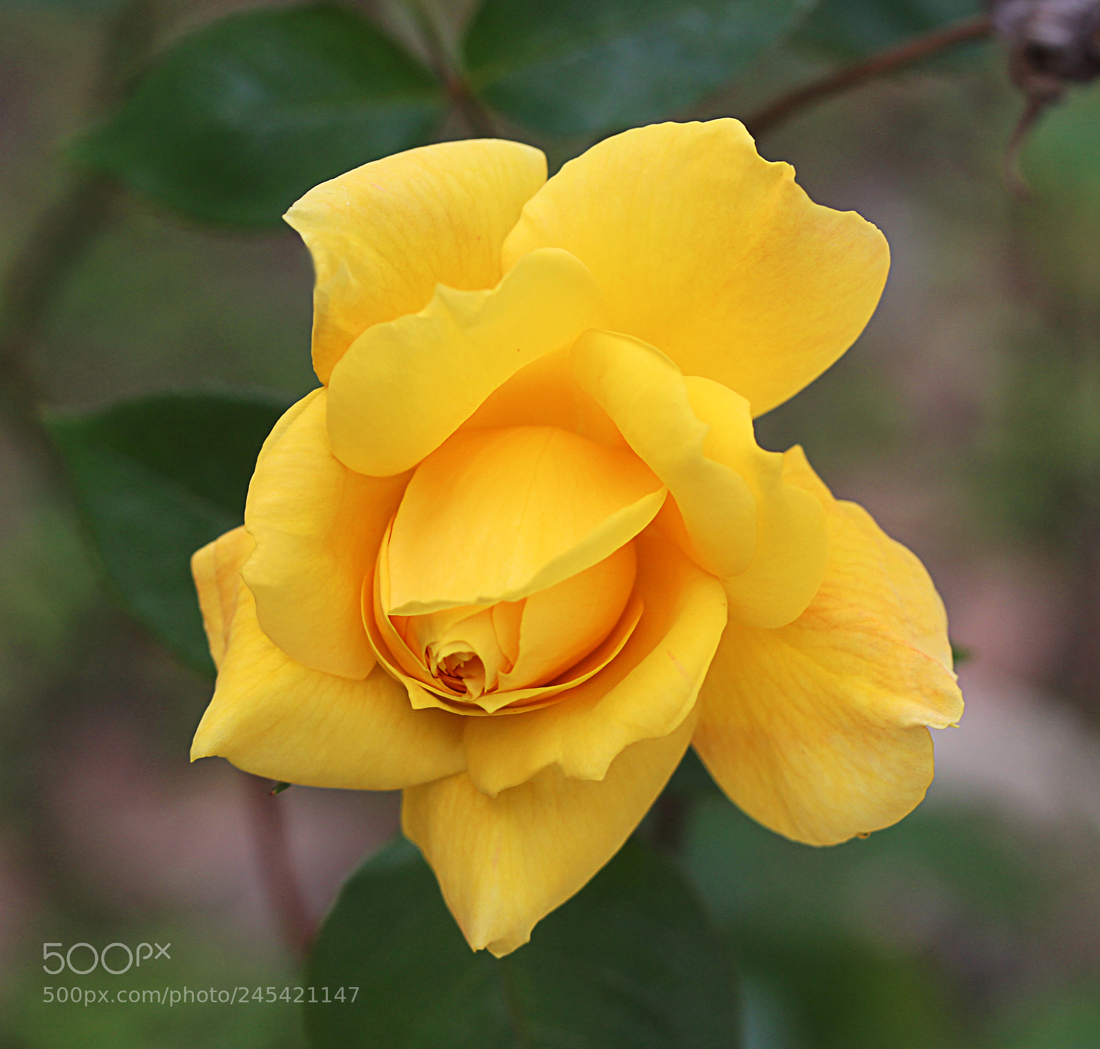 Canon EOS 650D (EOS Rebel T4i / EOS Kiss X6i) sample photo. Rose yellow 27 photography