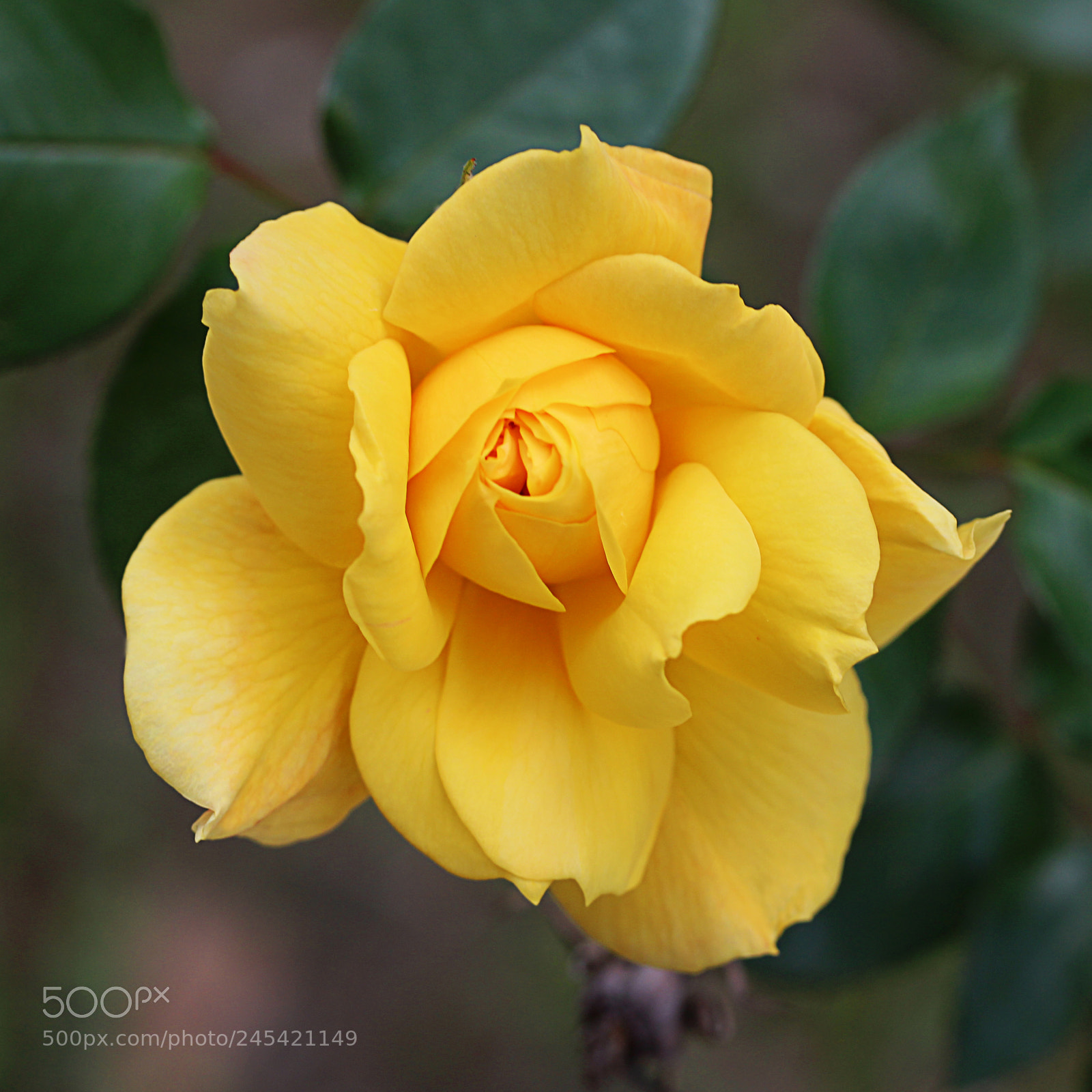 Canon EOS 650D (EOS Rebel T4i / EOS Kiss X6i) sample photo. Rose yellow 28 photography