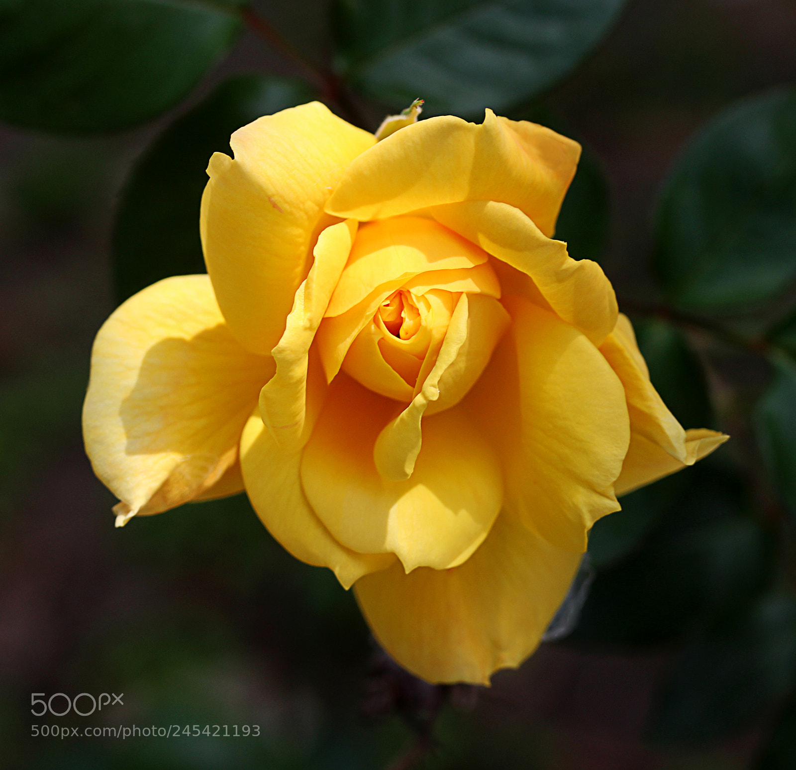 Canon EOS 650D (EOS Rebel T4i / EOS Kiss X6i) sample photo. Rose yellow 30 photography