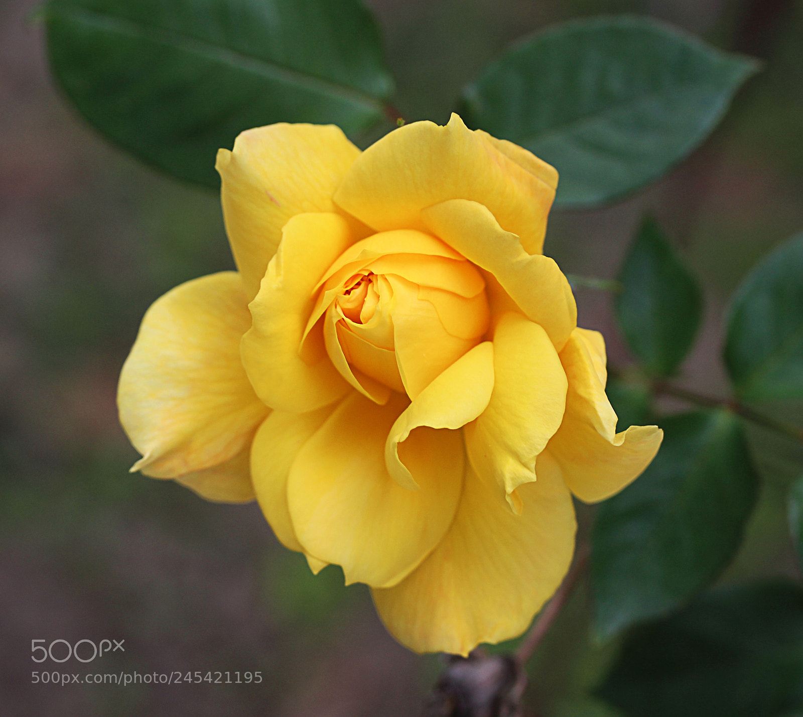 Canon EOS 650D (EOS Rebel T4i / EOS Kiss X6i) sample photo. Rose yellow 29 photography