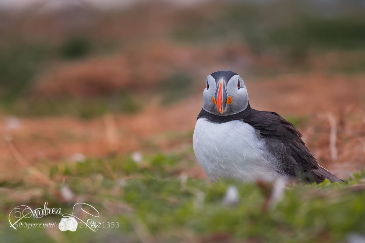 Canon EOS 7D sample photo. Puffin” photography