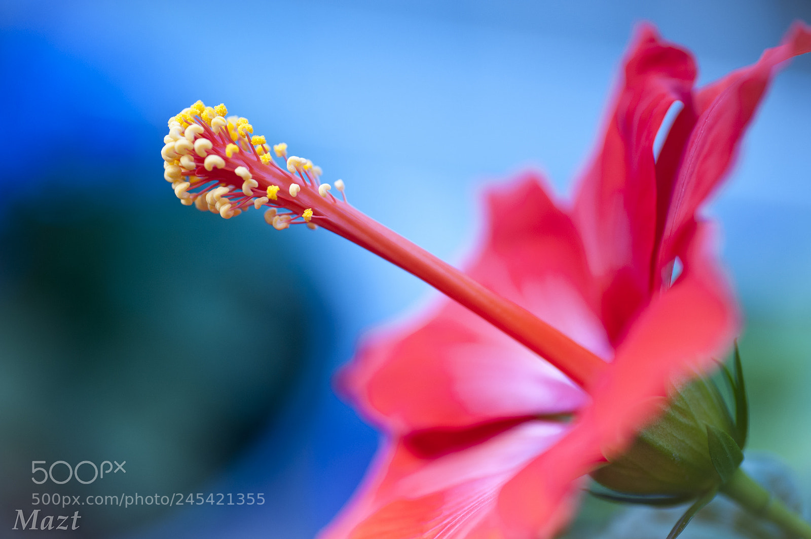 Nikon D700 sample photo. Colors photography