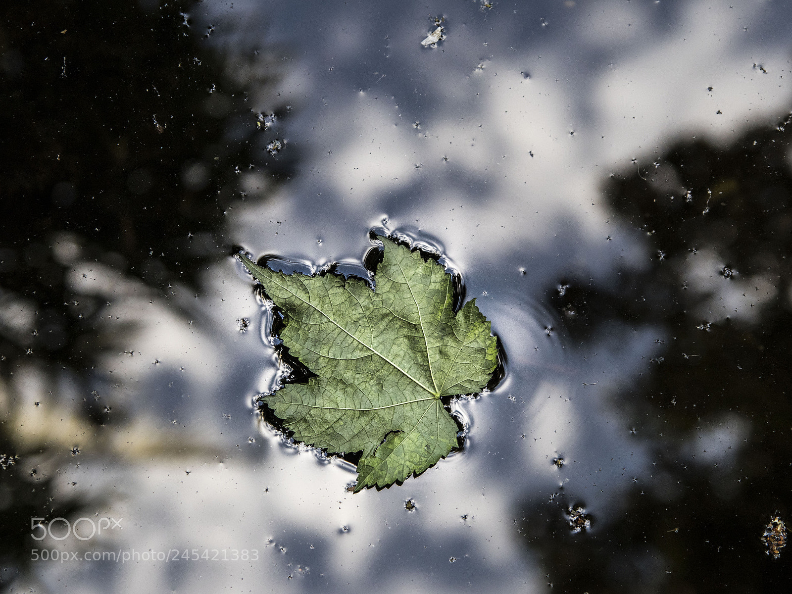 Canon EOS 77D (EOS 9000D / EOS 770D) sample photo. Untitled photography
