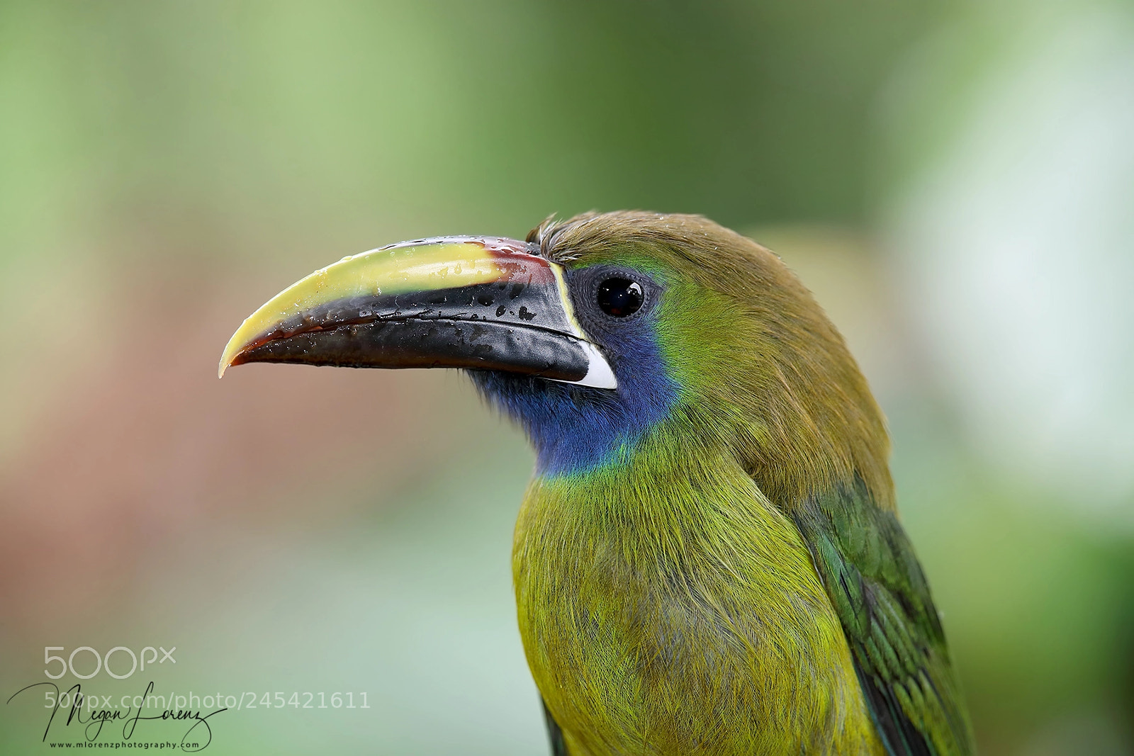 Canon EOS-1D X Mark II sample photo. Toucanet photography