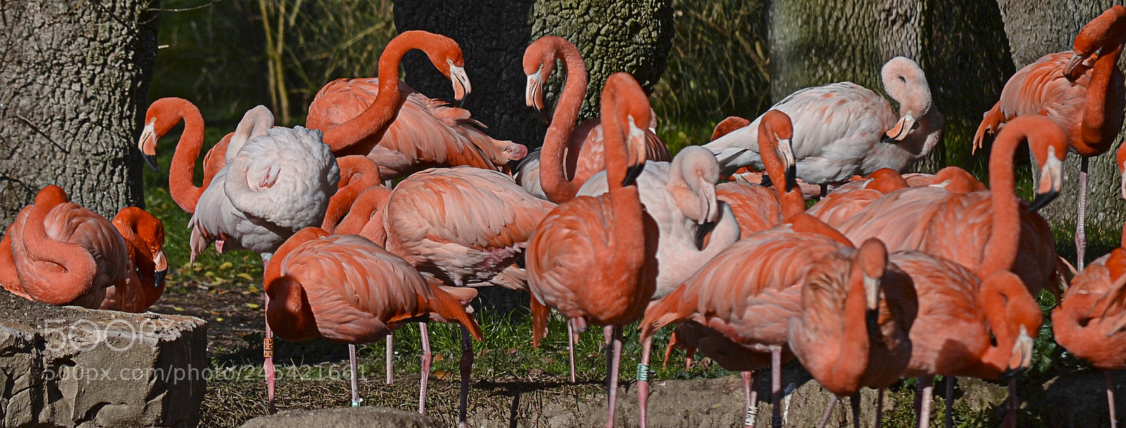Nikon D3100 sample photo. Flamencos ii photography