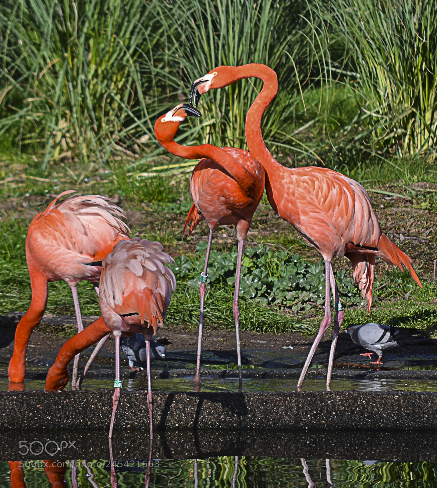Nikon D3100 sample photo. Flamencos photography