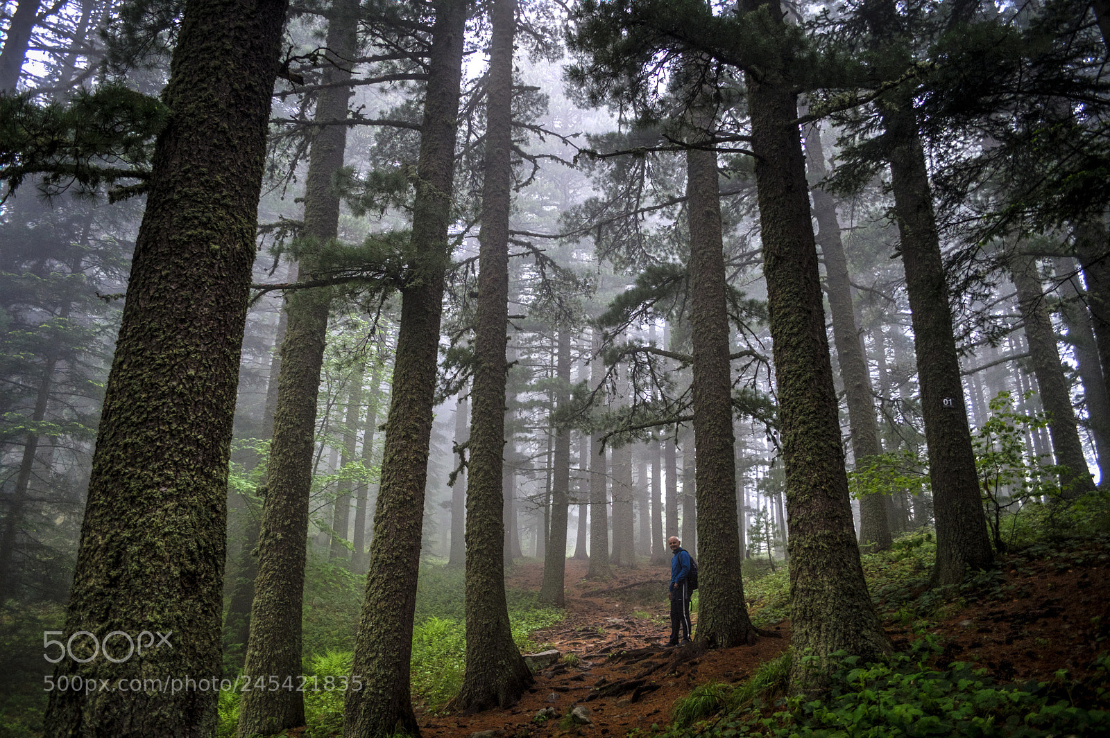 Nikon D5000 sample photo. Forest photography