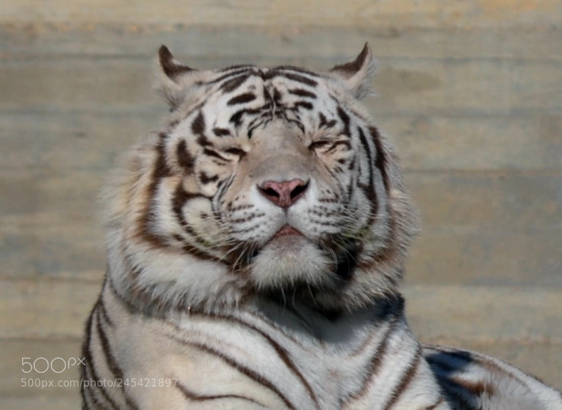 Nikon D3100 sample photo. Tigre blanco a photography