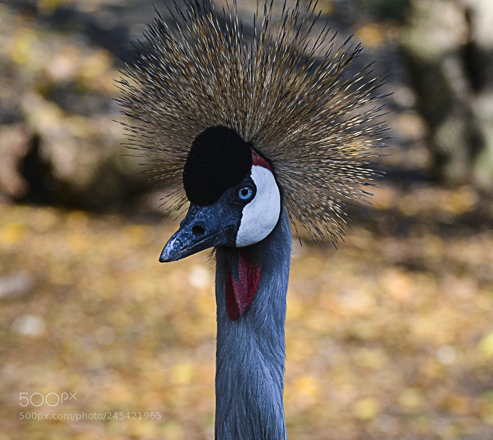 Nikon D3100 sample photo. Zoo a photography