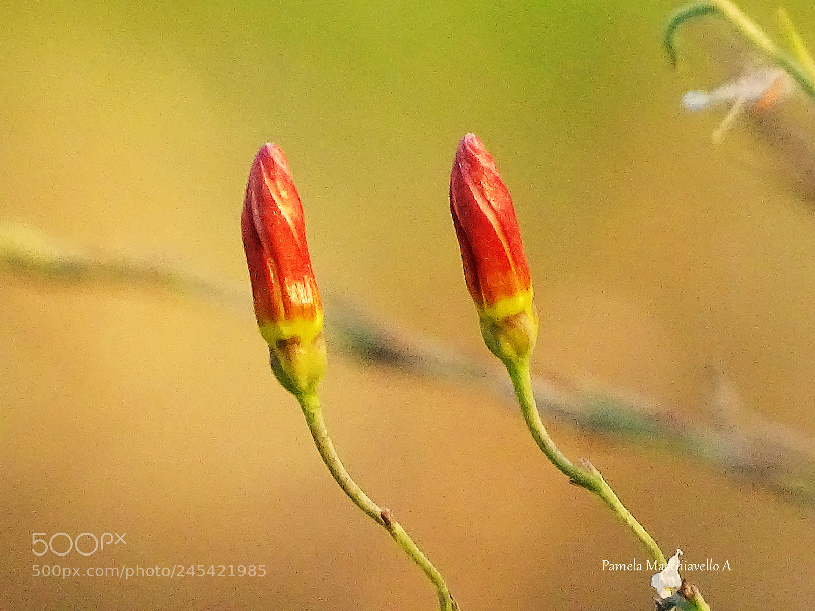 Sony Cyber-shot DSC-HX400V sample photo. Little wild flowers photography