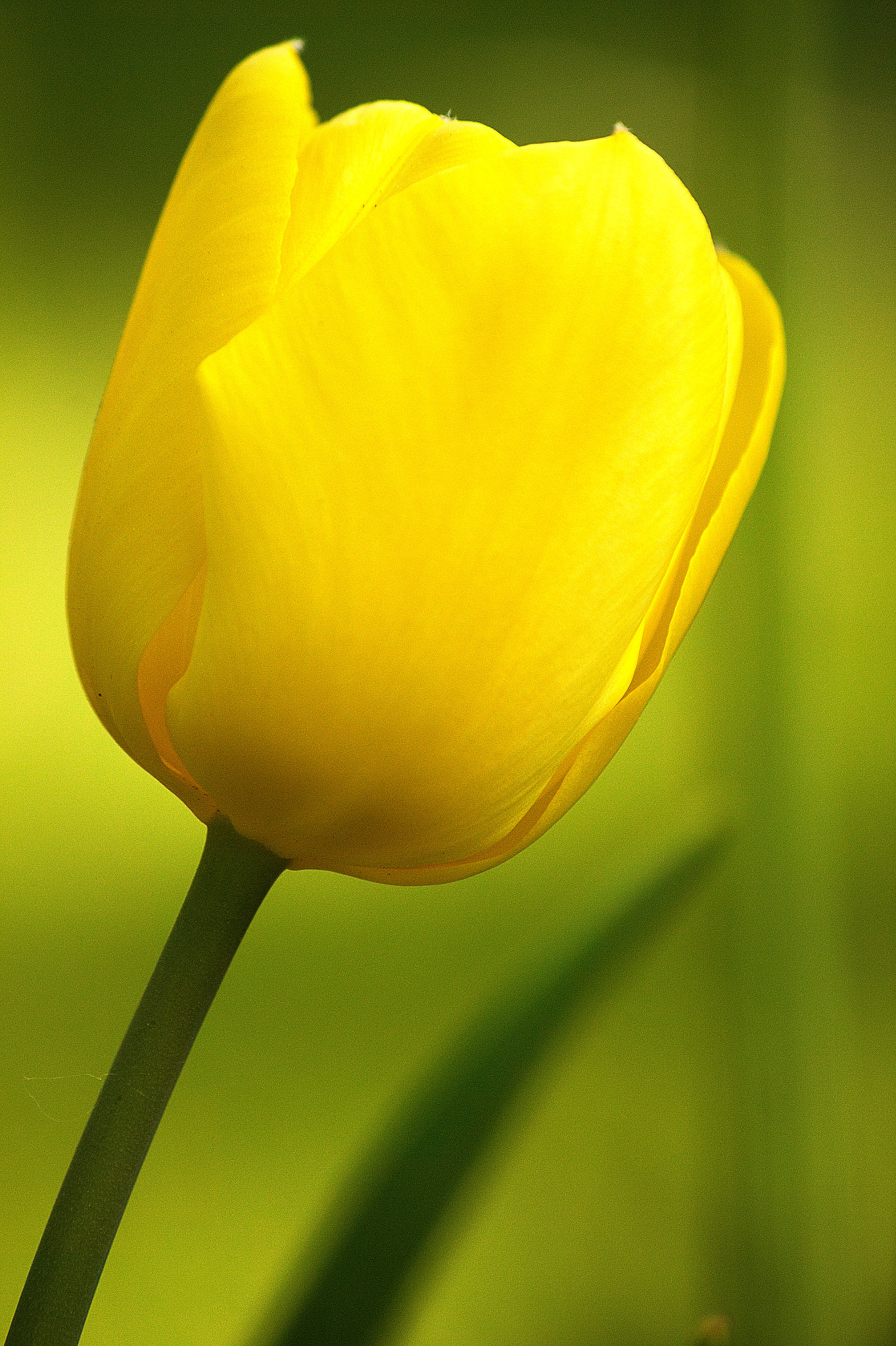 Canon EF-S 55-250mm F4-5.6 IS sample photo. Golden tulip photography
