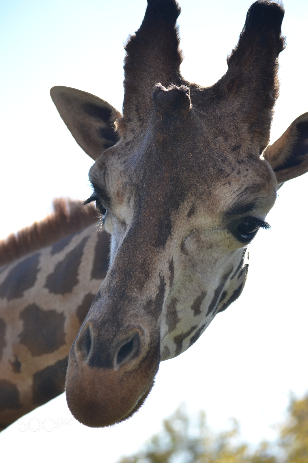 Nikon D3100 sample photo. Zoo photography