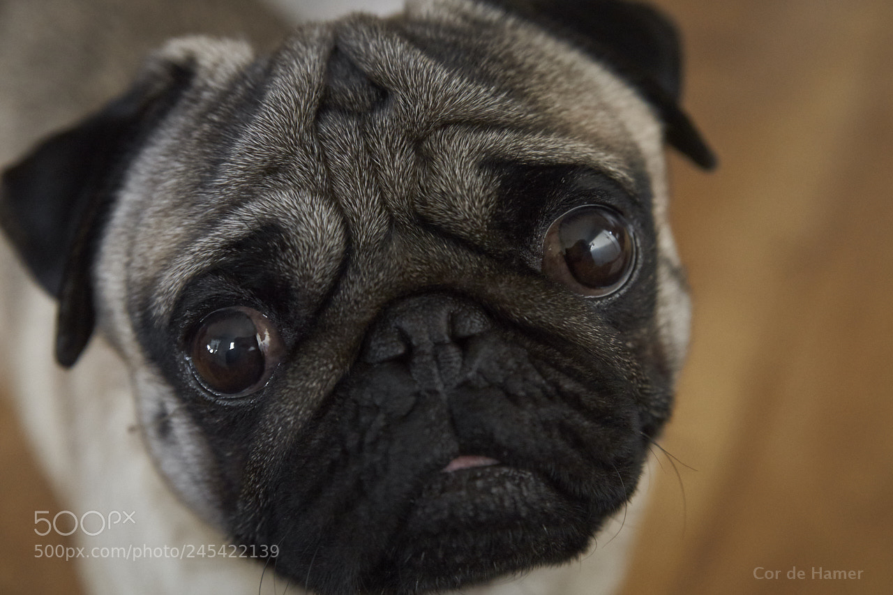 Sony SLT-A99V sample photo. Take a close look photography