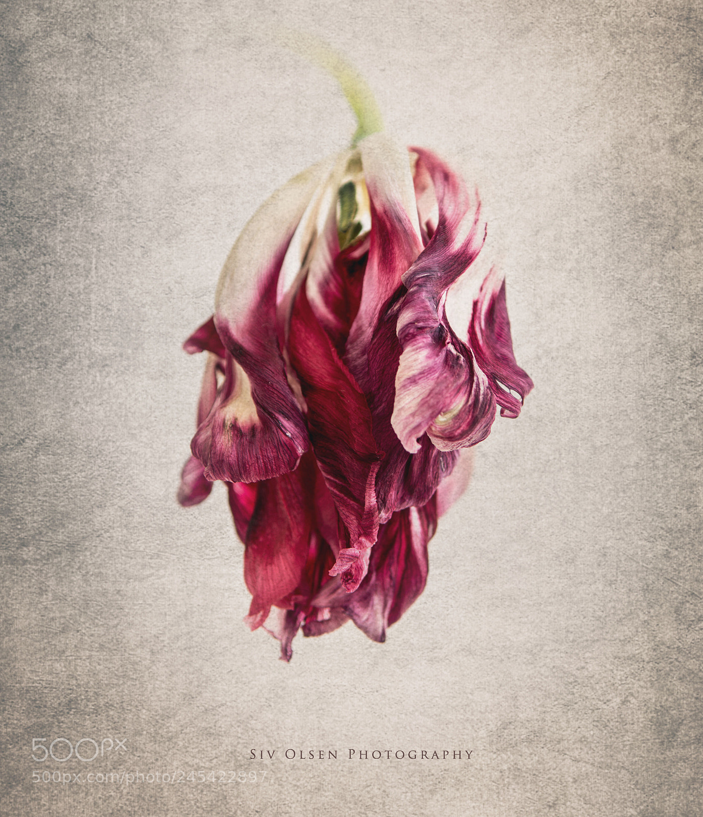 Nikon D7100 sample photo. ~ another tulip ~ photography