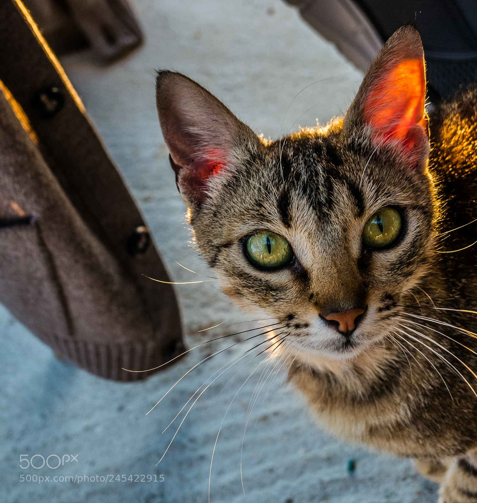 Panasonic Lumix DMC-LX10 (Lumix DMC-LX15) sample photo. Curious local cat neriada photography