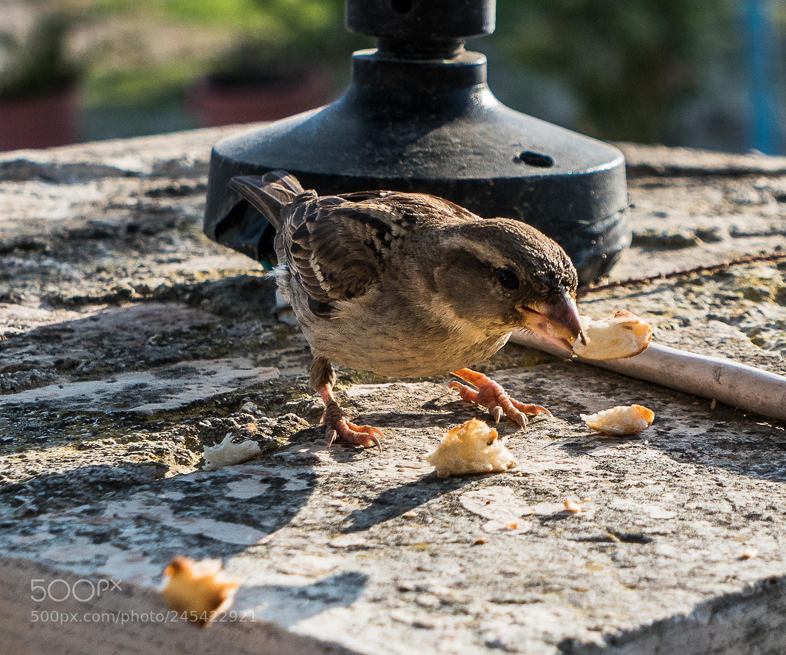 Panasonic Lumix DMC-LX10 (Lumix DMC-LX15) sample photo. Eating the crumbs local photography
