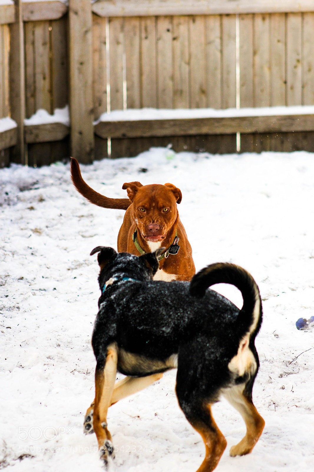 Canon EOS 60D sample photo. Img photography