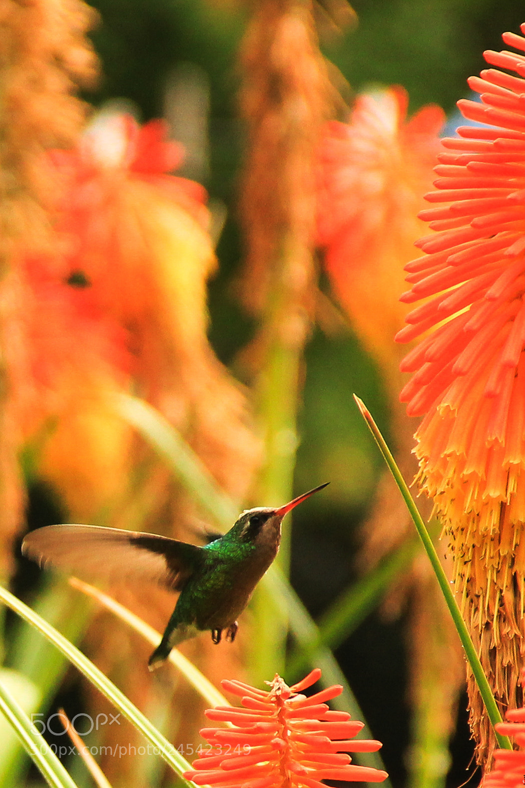 Canon EOS 550D (EOS Rebel T2i / EOS Kiss X4) sample photo. Life is movement photography