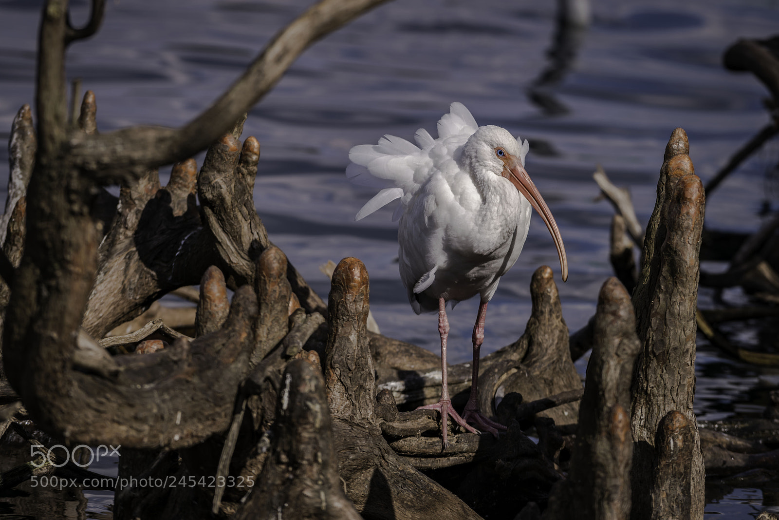 Sony a7R II sample photo. Ibis photography