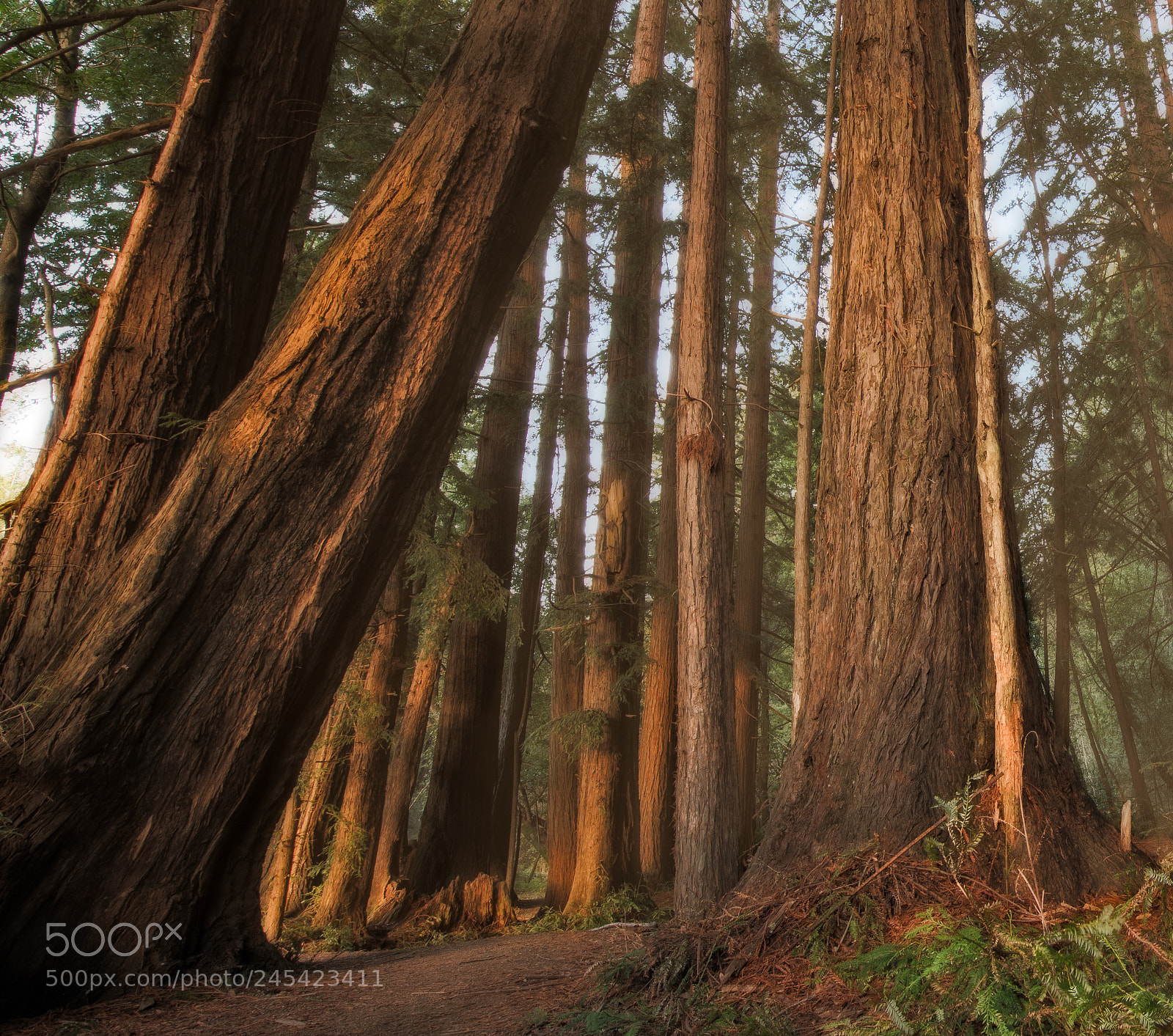 Nikon D850 sample photo. Roy's redwoods photography