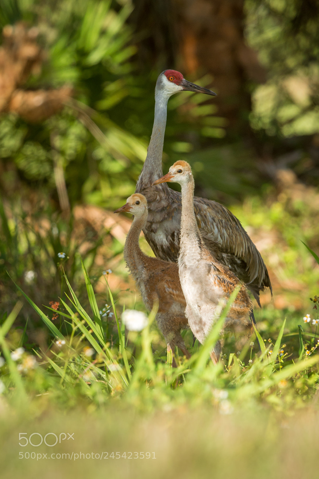 Nikon D800 sample photo. Sandhill crane family photography