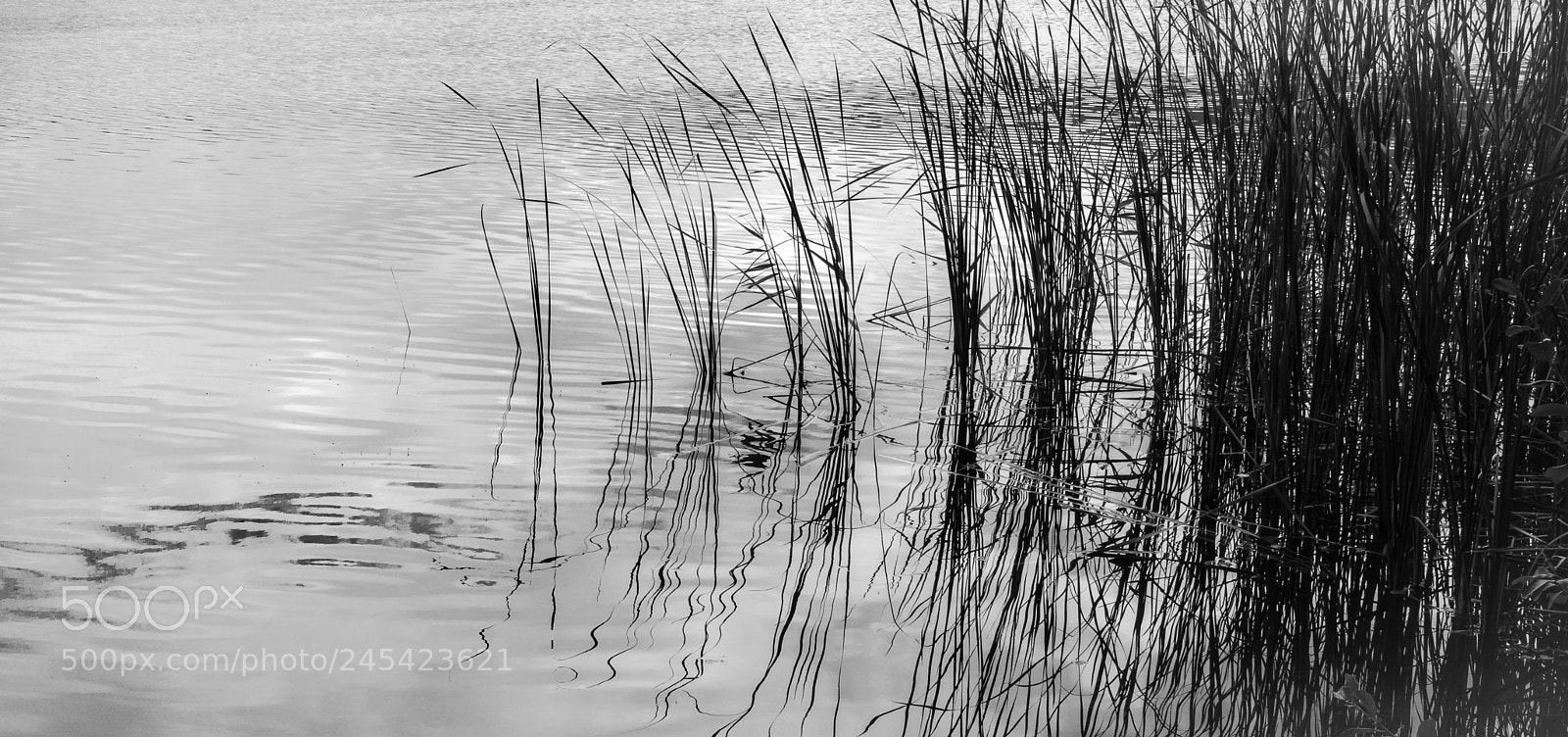 Sony Cyber-shot DSC-RX100 III sample photo. Zen längsee photography