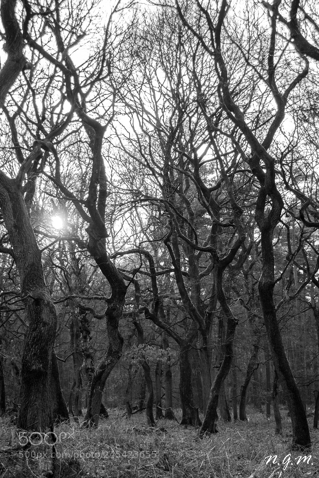 Nikon D500 sample photo. "sti(e)leichen" photography