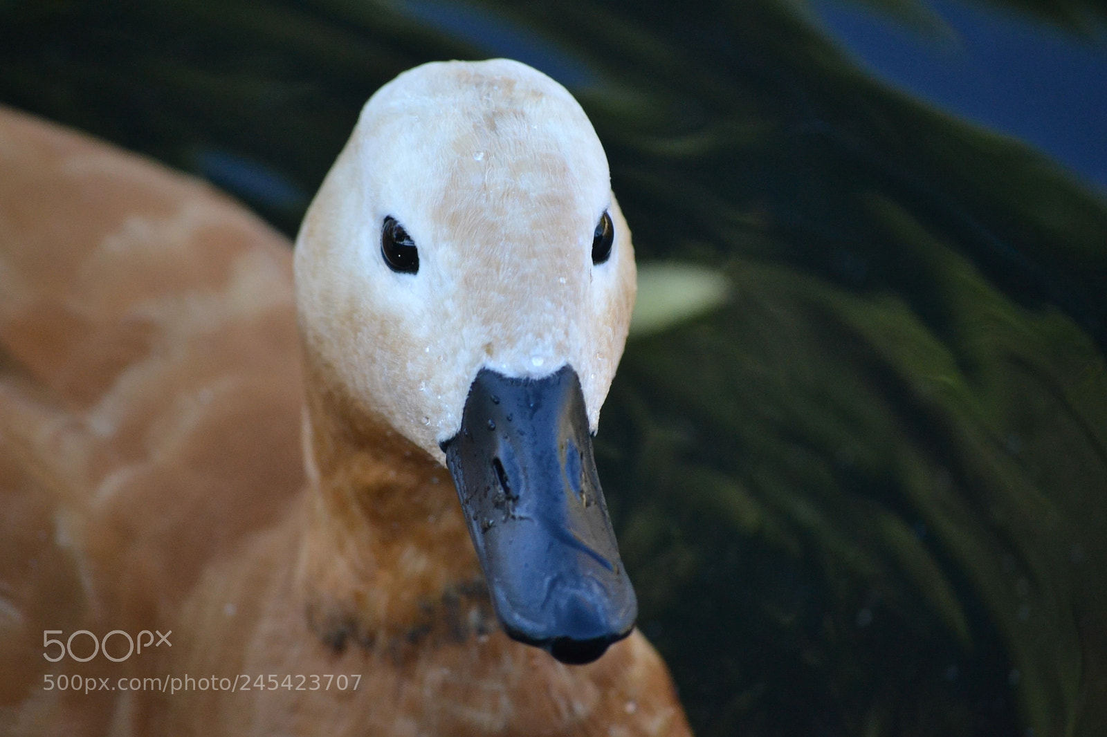Nikon D3100 sample photo. Zoo photography
