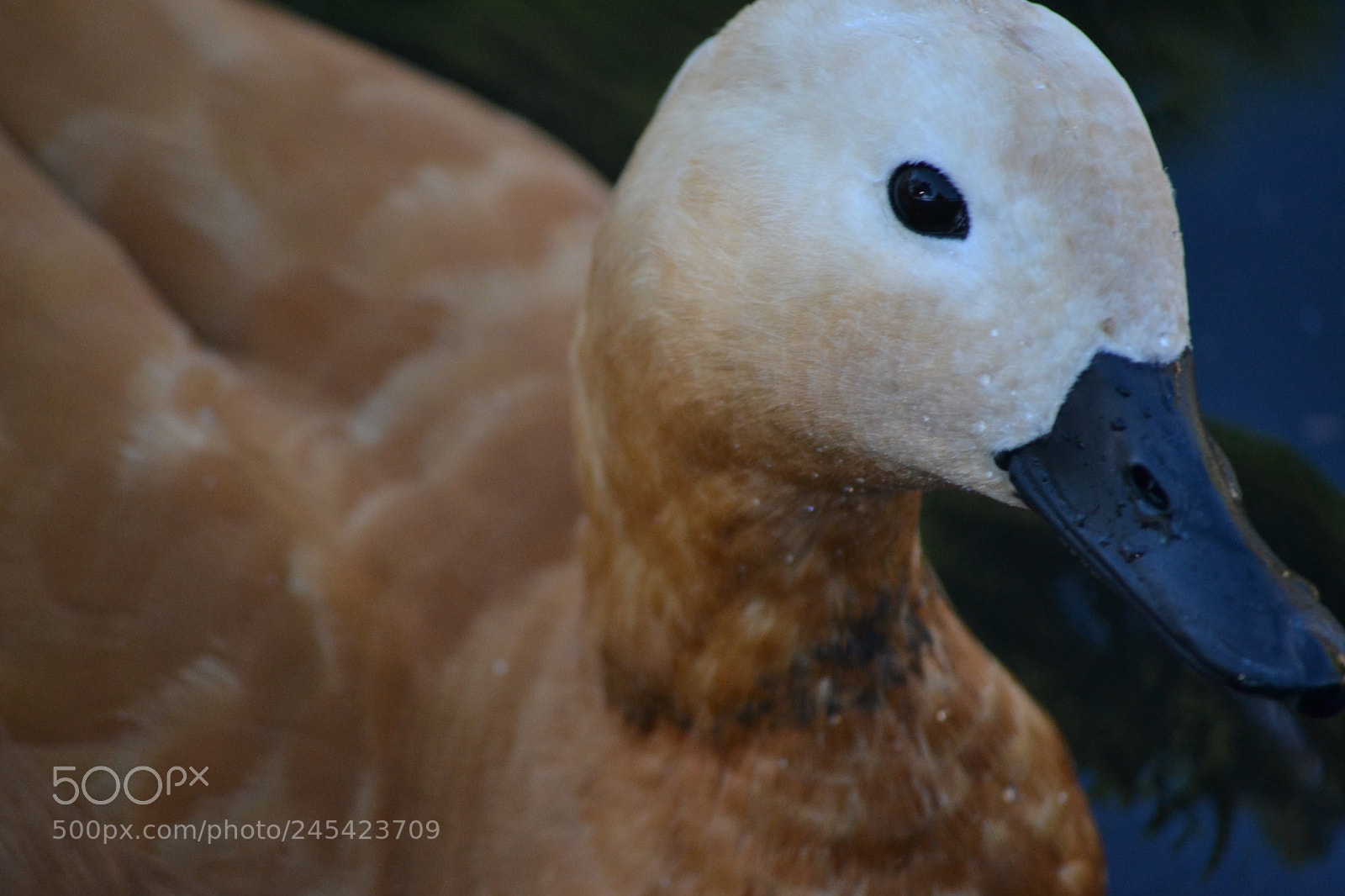 Nikon D3100 sample photo. Zoo photography