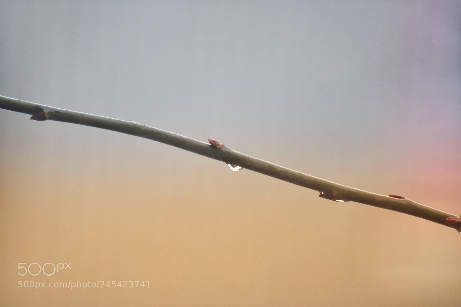 Nikon D7200 sample photo. Untitled photography