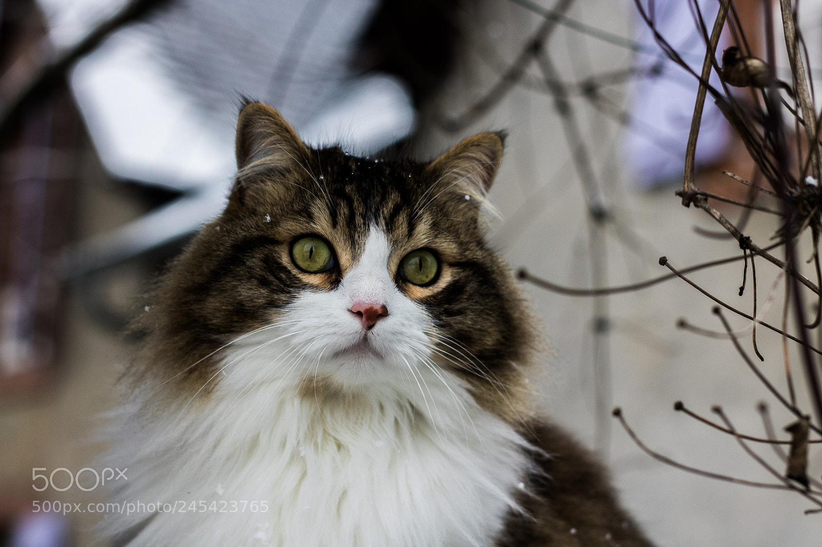 Canon EOS 760D (EOS Rebel T6s / EOS 8000D) sample photo. What you see!! photography