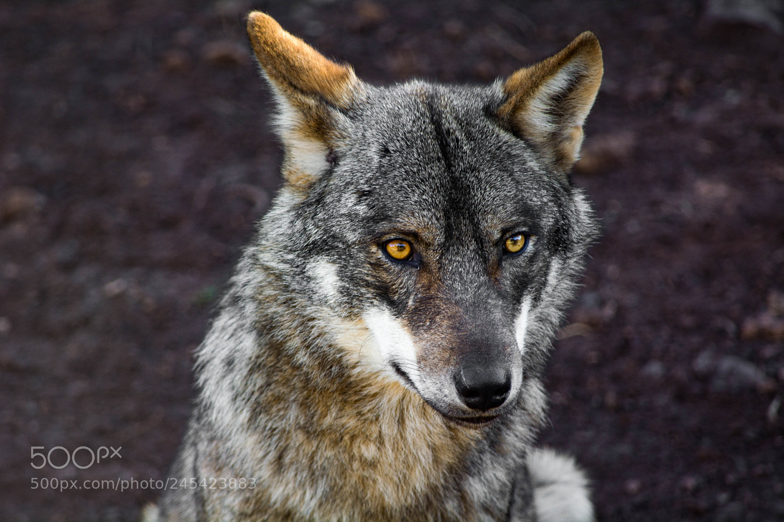 Nikon D5200 sample photo. Haunting eyes photography