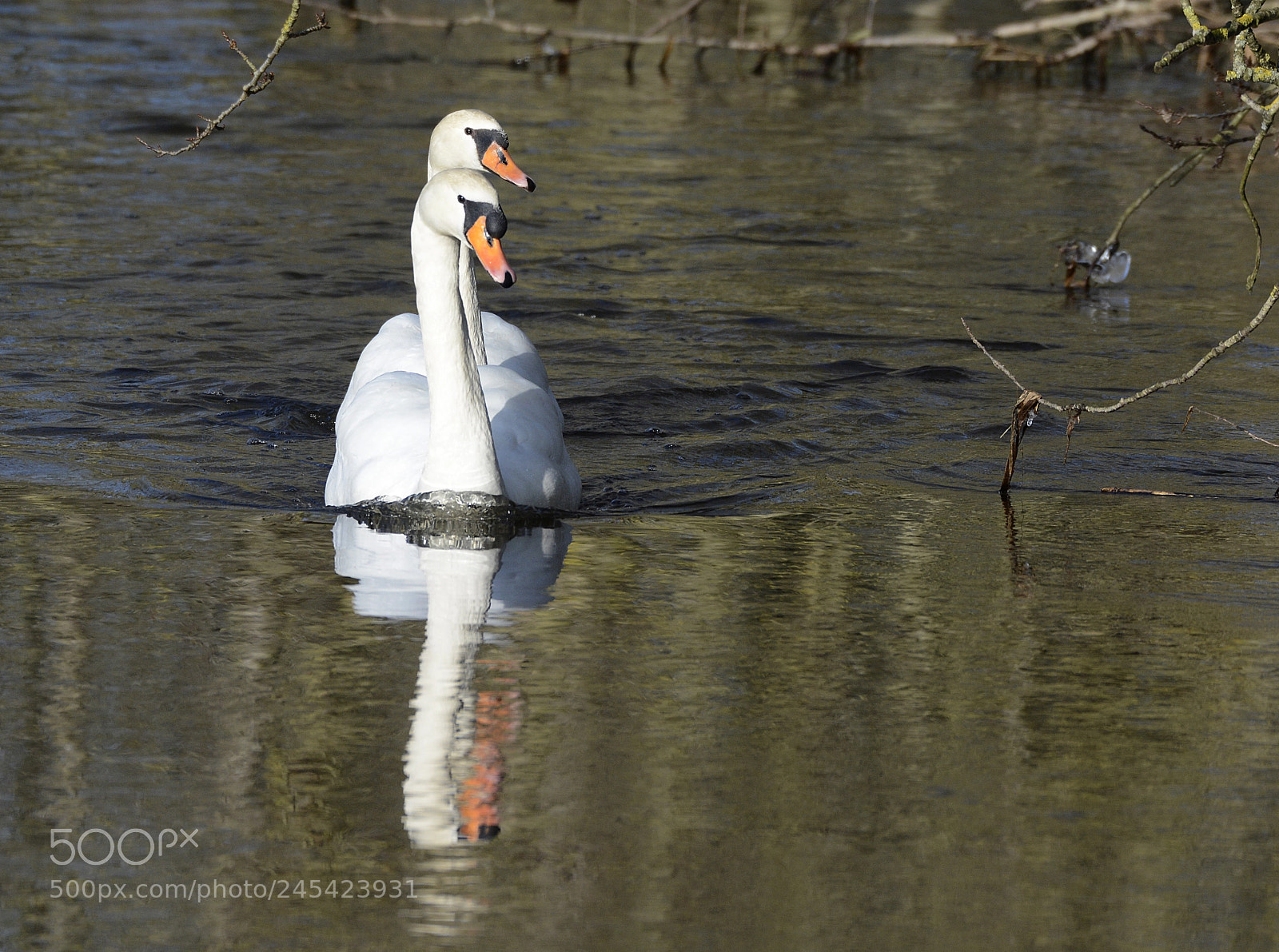 Nikon D7100 sample photo. Swans looking left photography