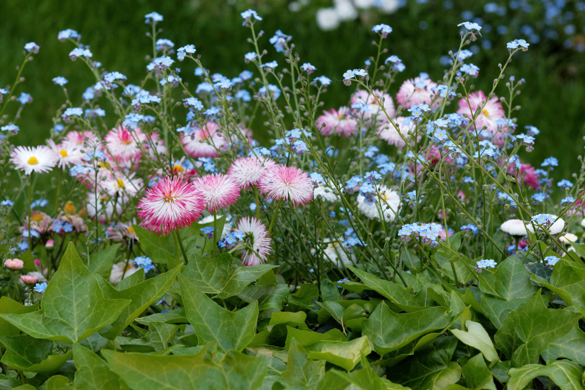 Sigma 50-200mm F4-5.6 DC OS HSM sample photo. Flower photography