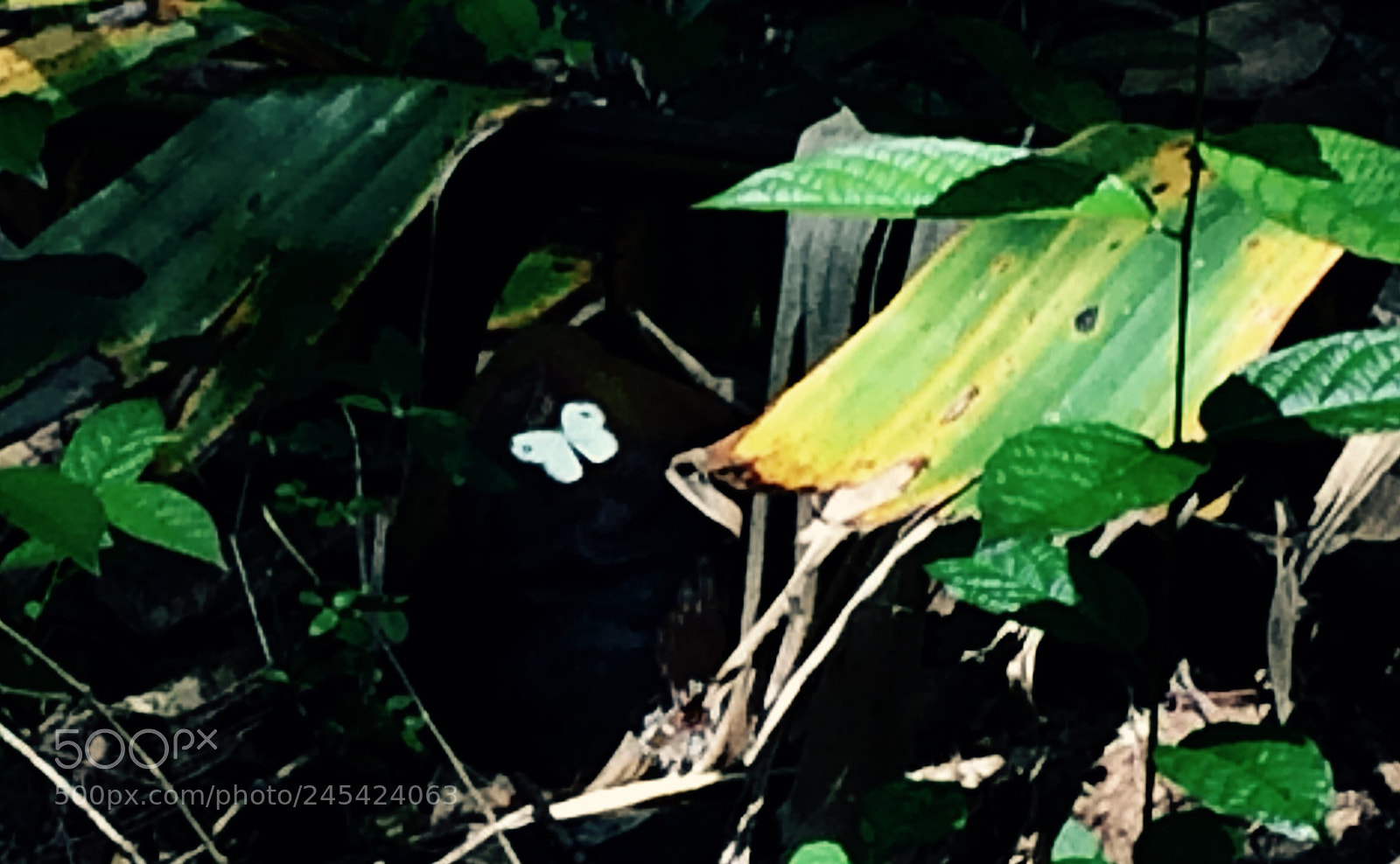 Apple iPhone 5s sample photo. Untitled photography