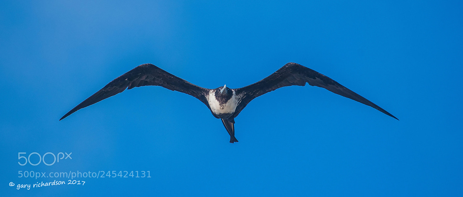 Nikon D500 sample photo. Magnificent frigate bird mexico () photography