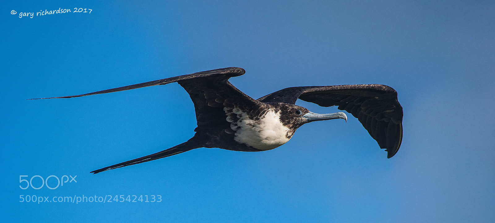 Nikon D500 sample photo. Magnificent frigate bird mexico () photography