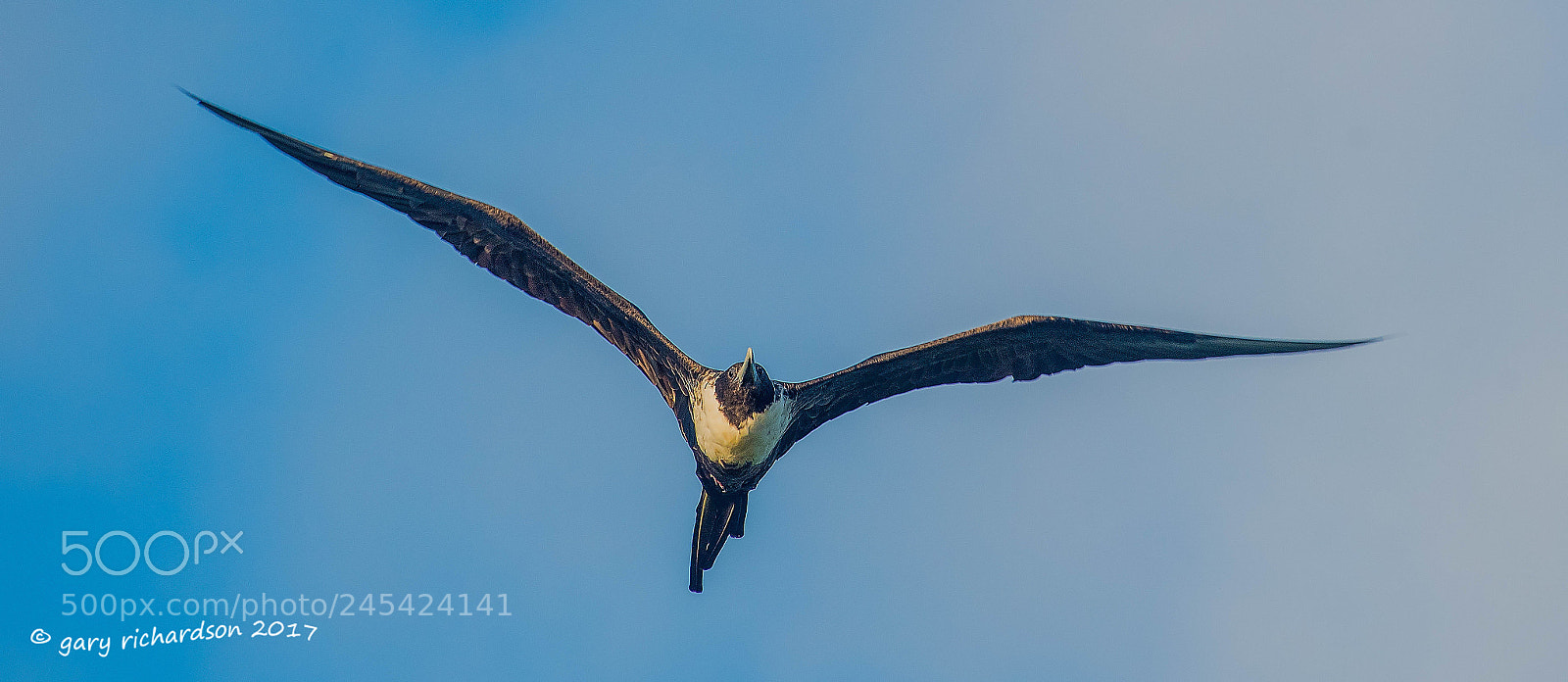 Nikon D500 sample photo. Magnificent frigate bird mexico () photography