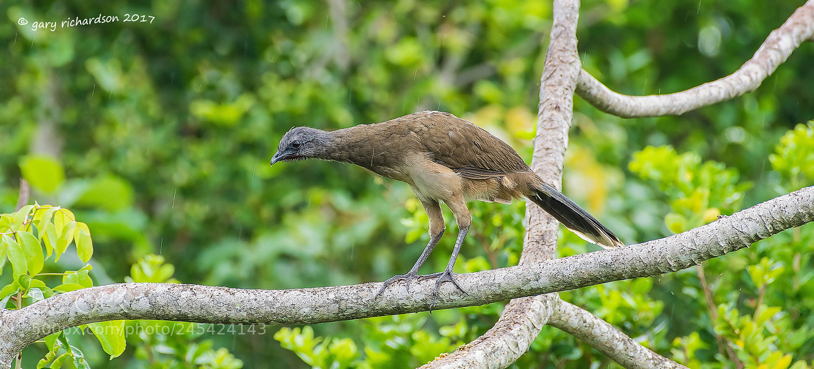 Nikon D500 sample photo. Plain chacalaca mexico () photography
