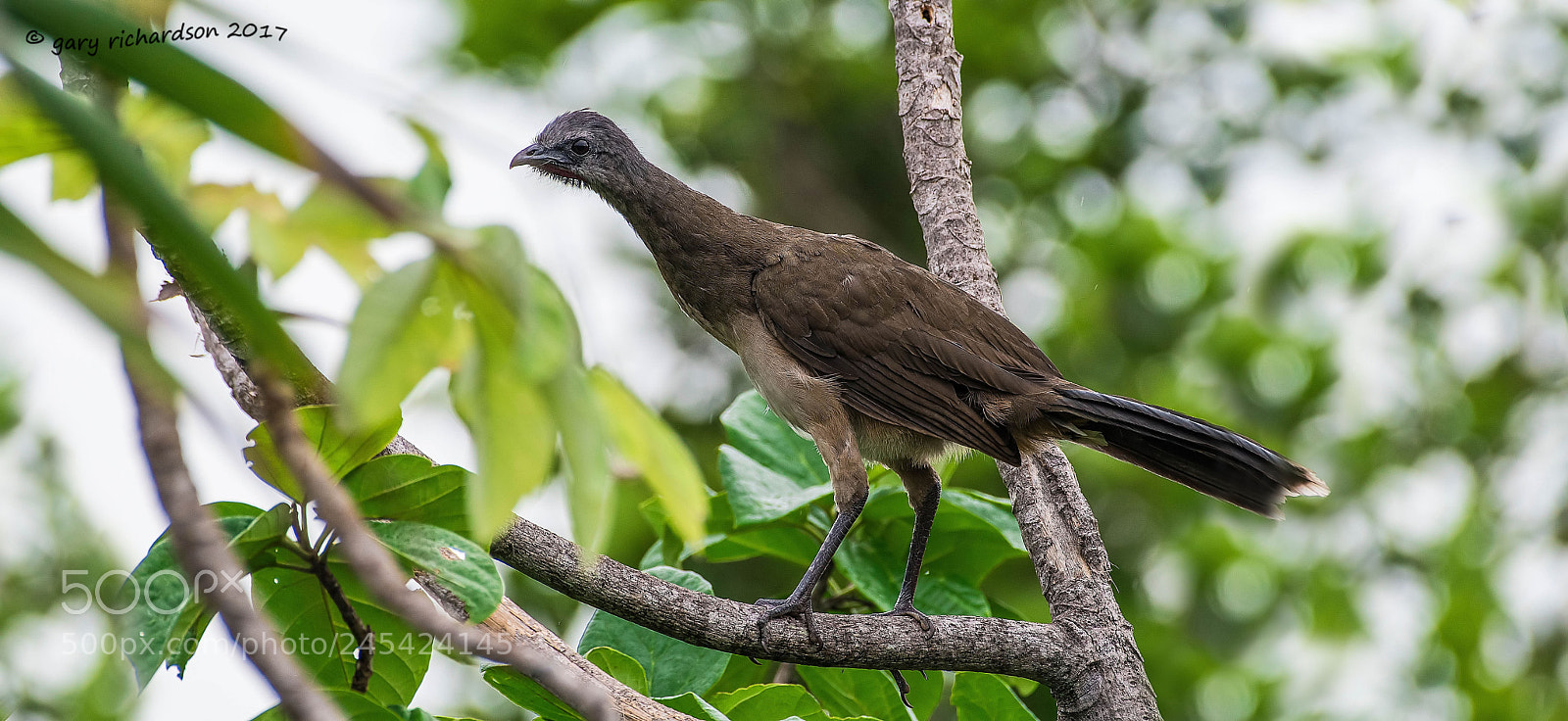 Nikon D500 sample photo. Plain chacalaca mexico () photography