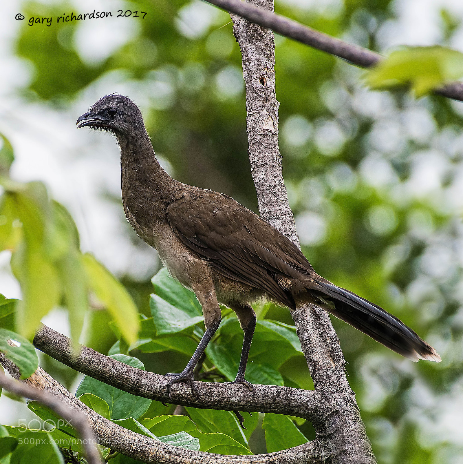 Nikon D500 sample photo. Plain chacalaca mexico () photography