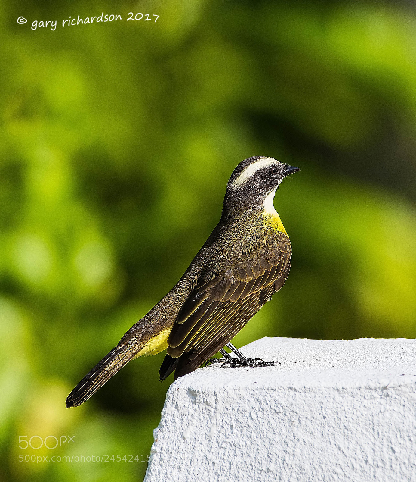 Nikon D500 sample photo. Social flycatcher mexico () photography